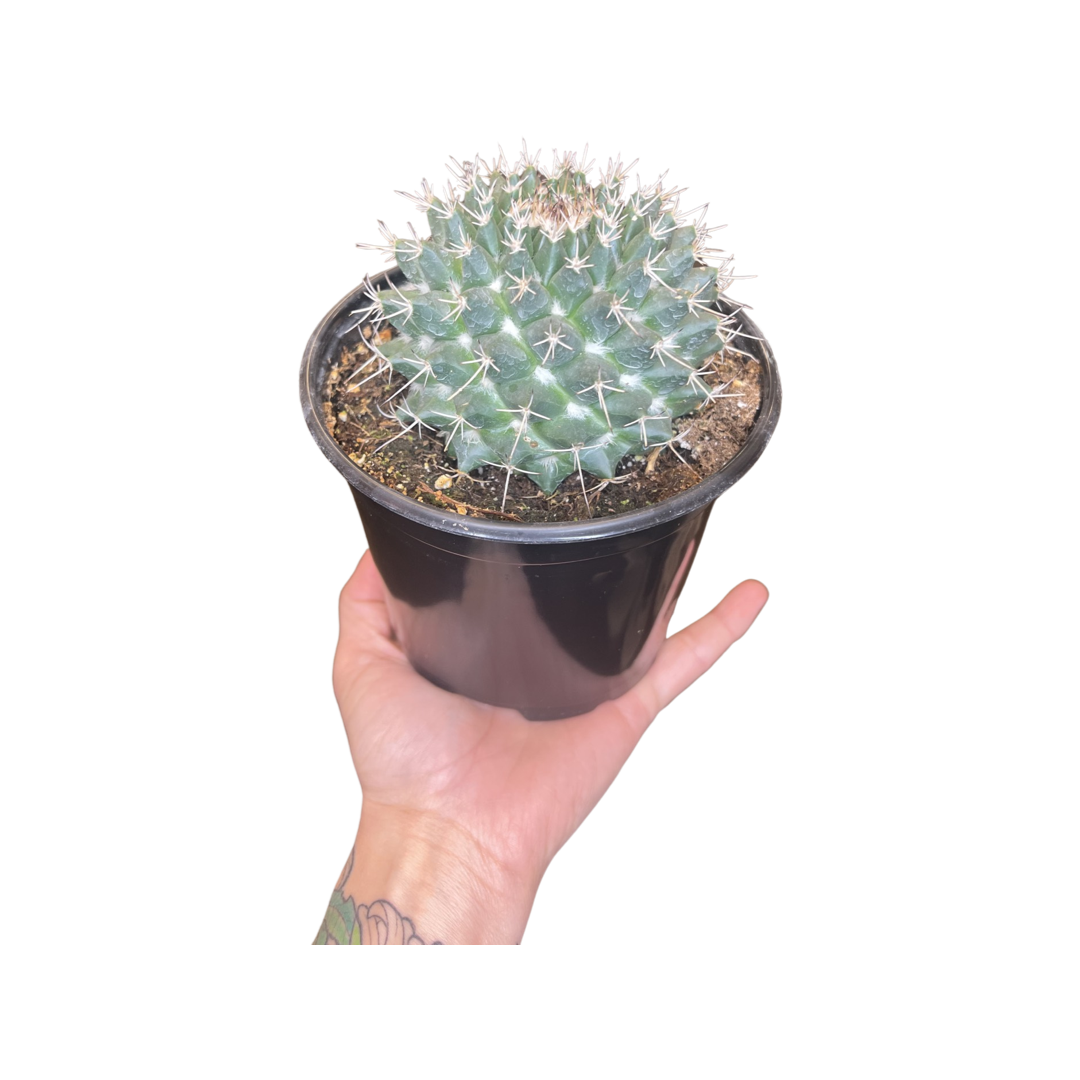 small, naturally growing green cactus with spiky thorns that grows in arid  deserts and its beautiful pebble-patterned trunks are grown by farmers for  sale in agriculture and tree lovers. 12721437 Stock Photo