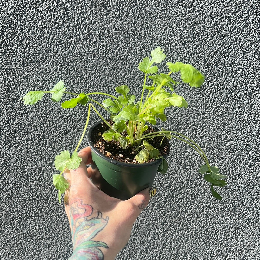 Cilantro 3.5" | Garden Seedling