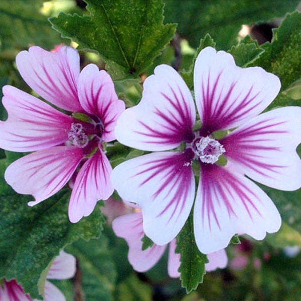 Mallow Zebrina