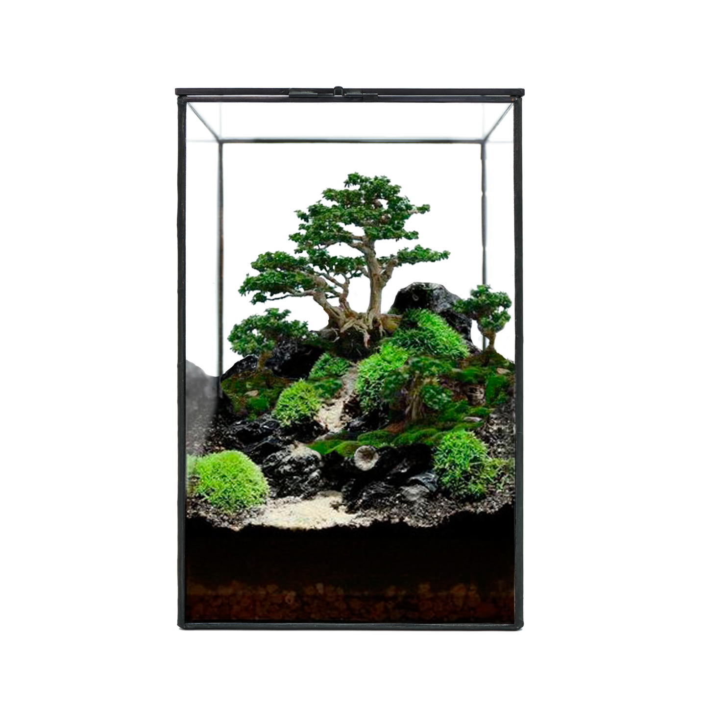 Little Forest Glass Terrarium Container Plus Light