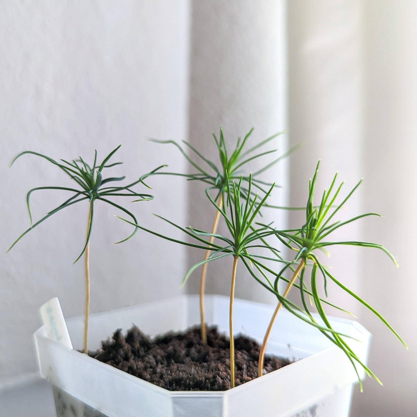 Pinus Thunbergii 'Japanese Black Pine' Seeds