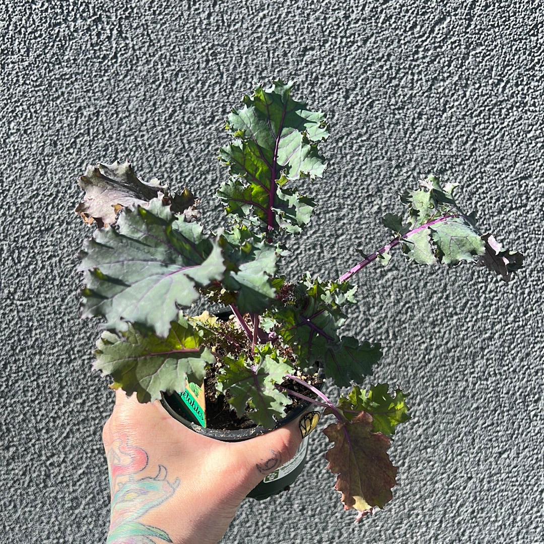 Kale | Garden Seedling