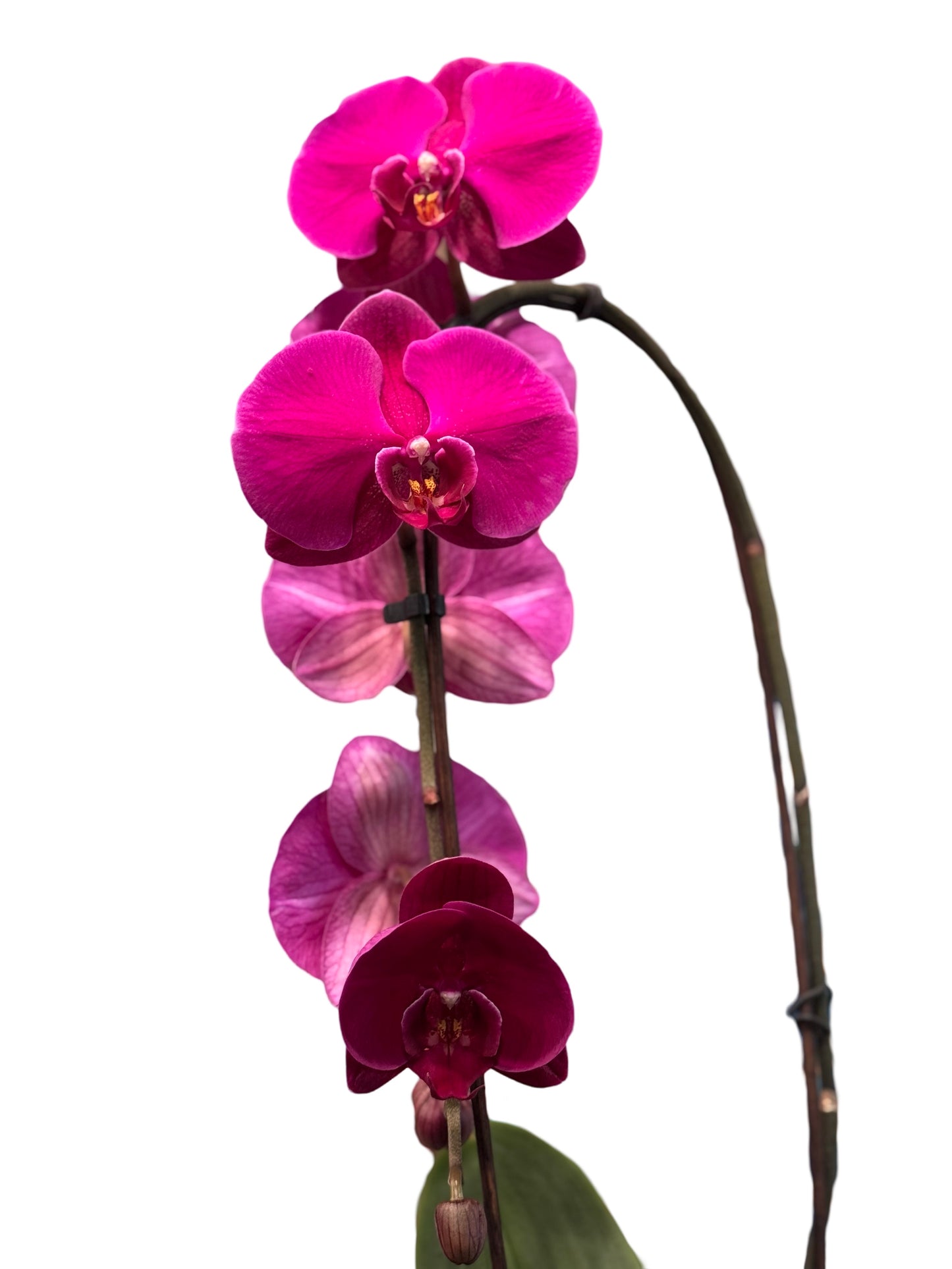 Orchids | 5 “ Cascade Phalaenopsis