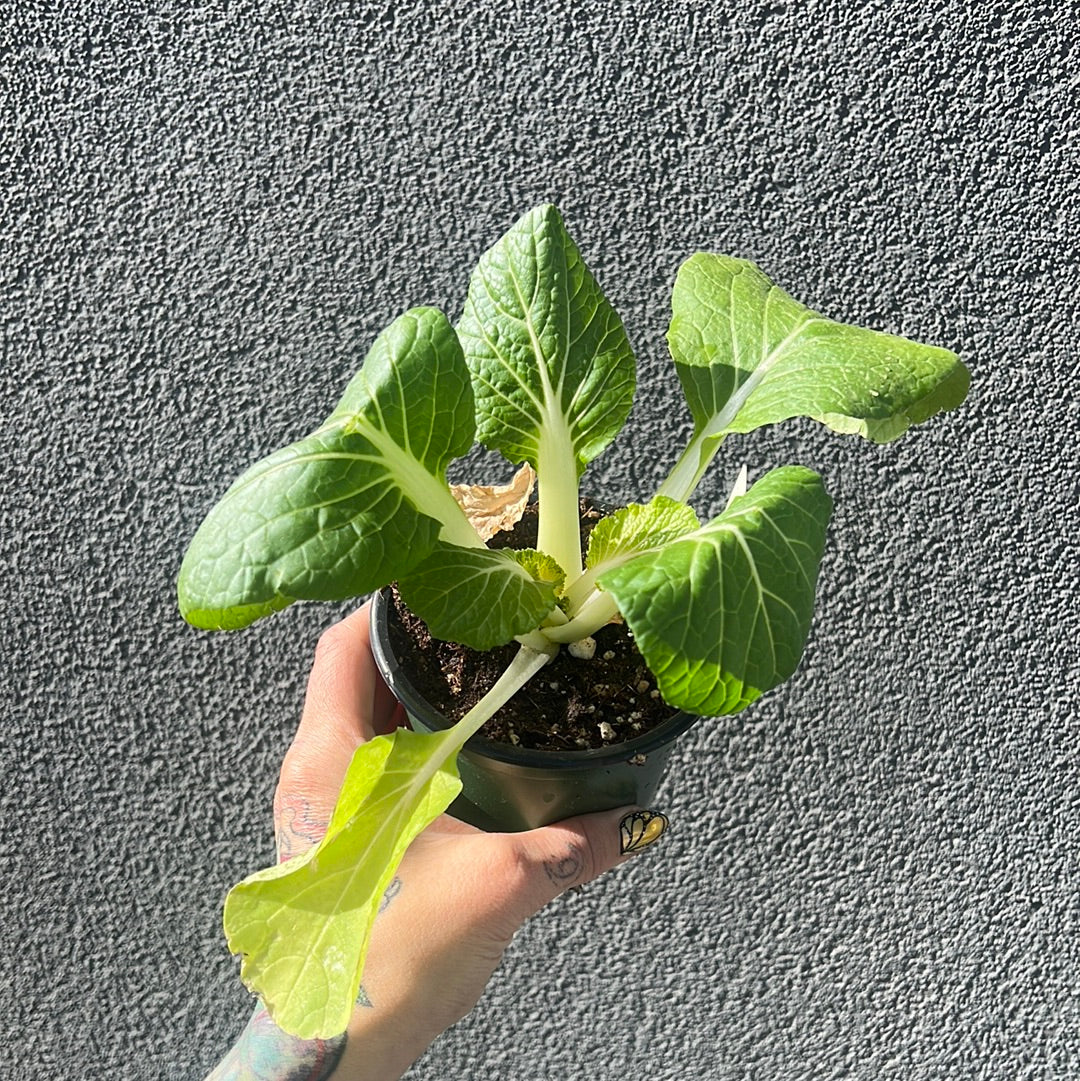 Bok Choy | Garden Seedling