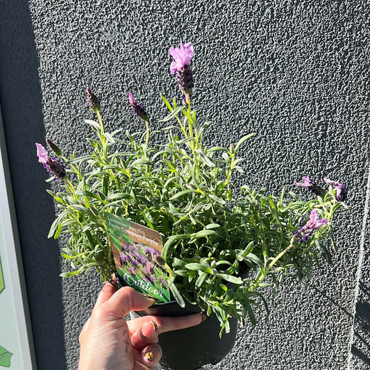 Lavender Spanish 6" | Garden Seedling