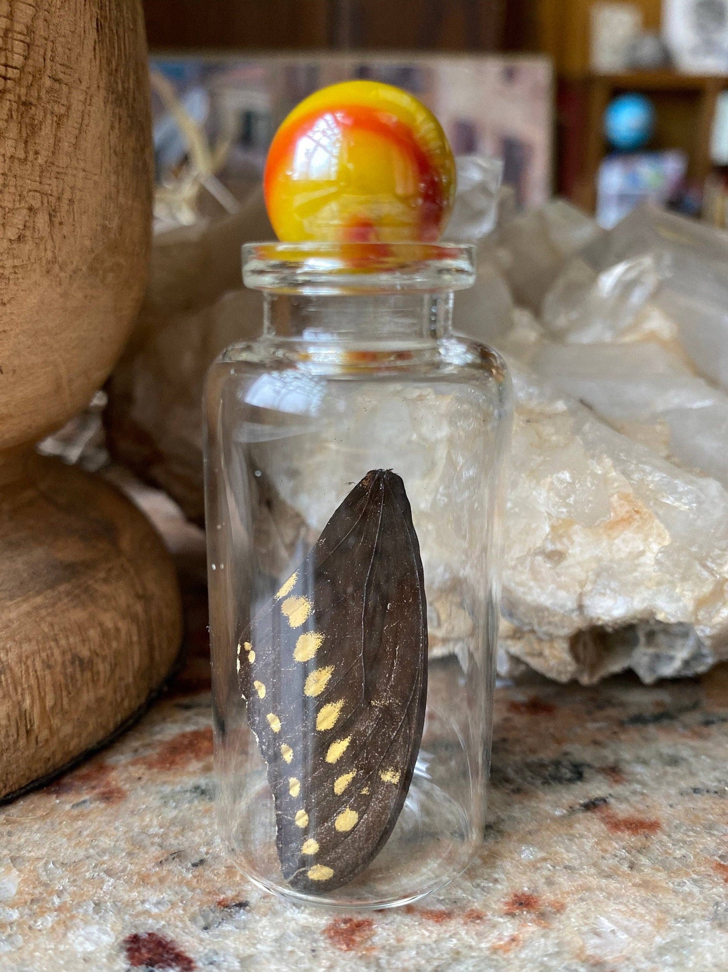 Curiosities | MEDIUM Butterfly Wing Specimen