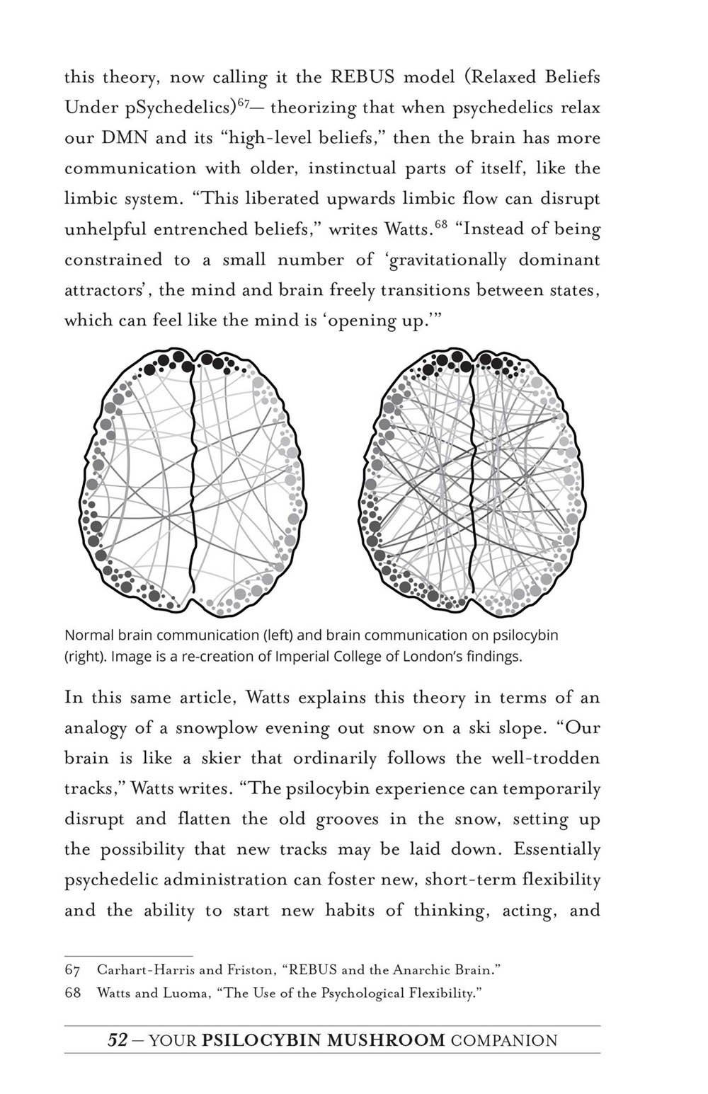 Your Psilocybin Mushroom Companion