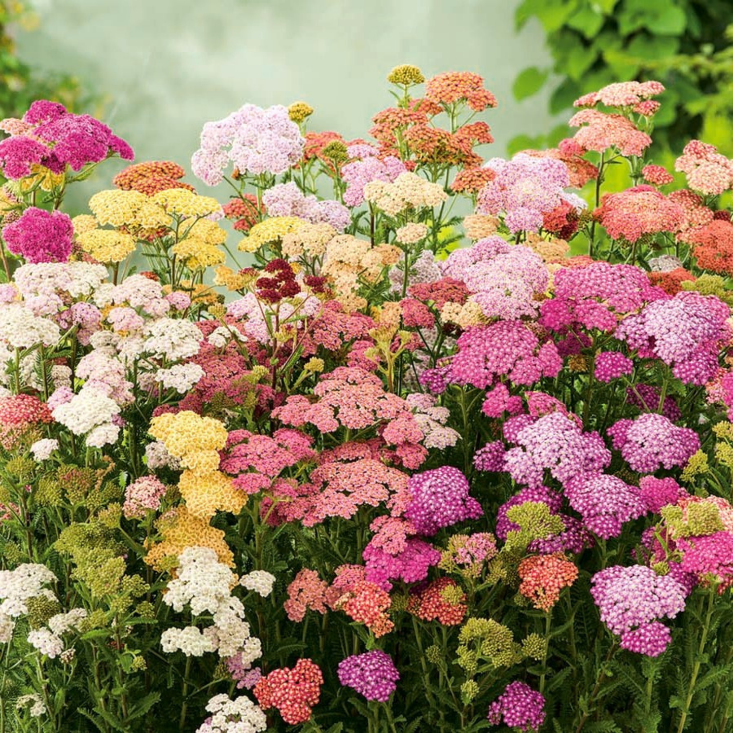 Butterflies' Garden Flowers