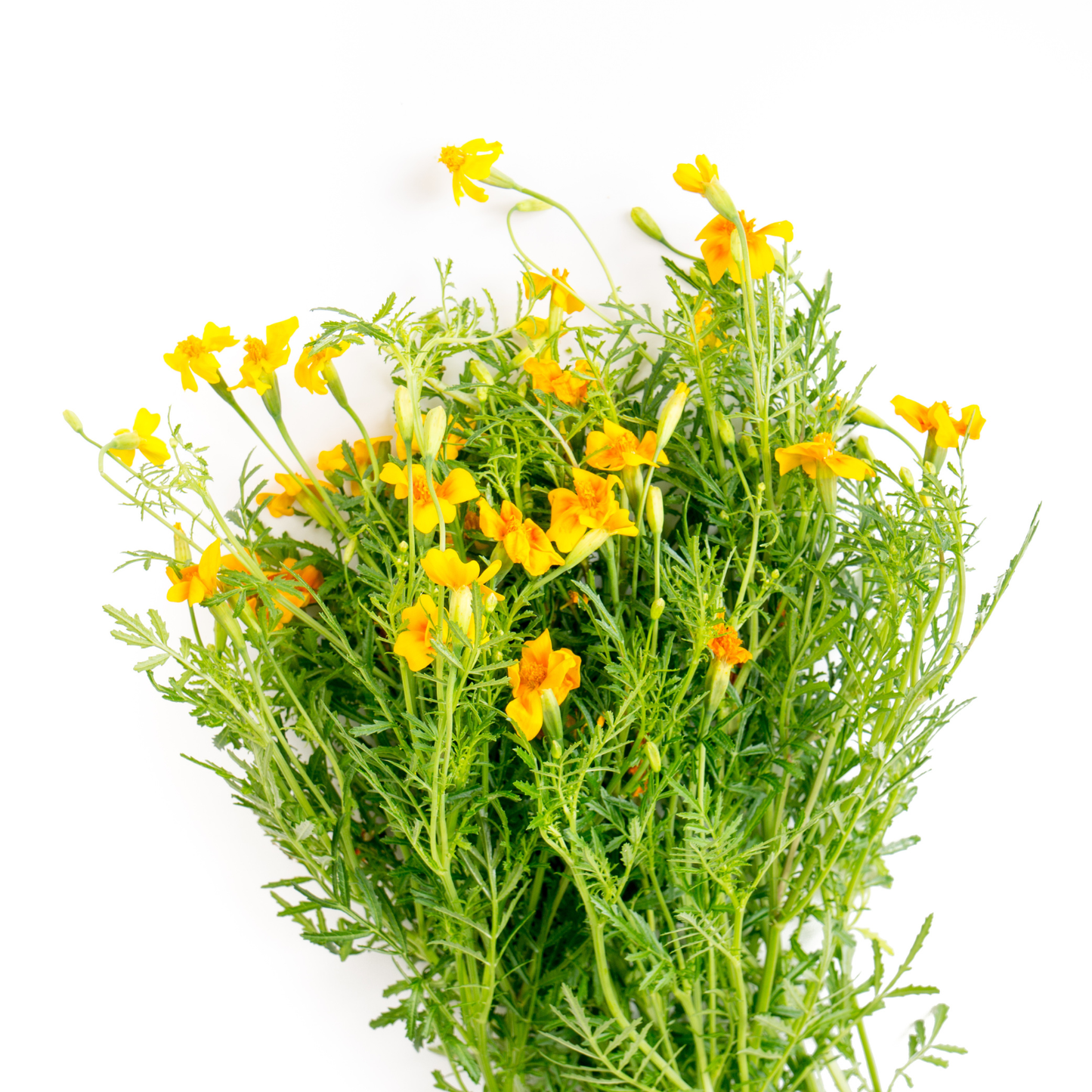 Seeds | Marigold Starfire Mix