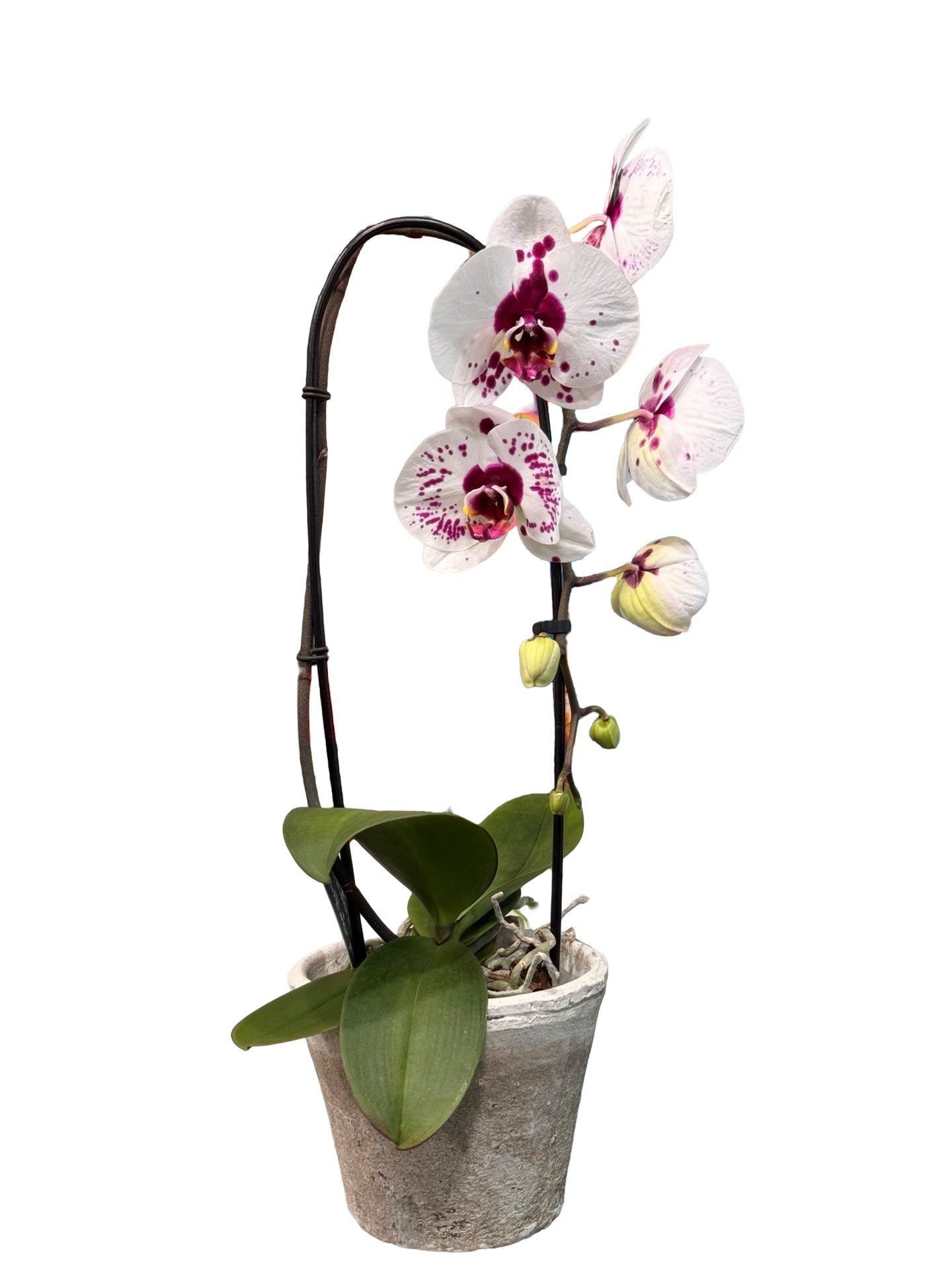 Orchids | 5 “ Cascade Phalaenopsis