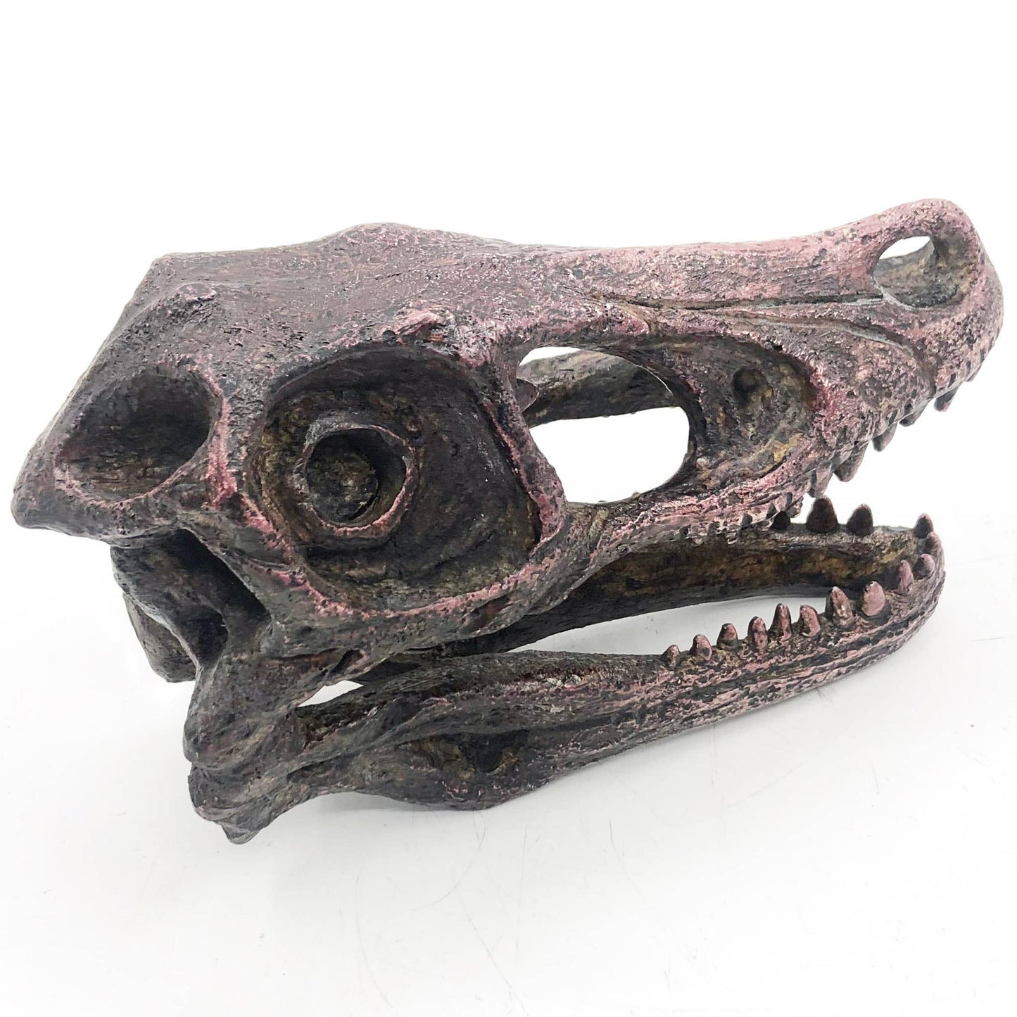 Velociraptor Mini Dinosaur Fossil Skull Faux