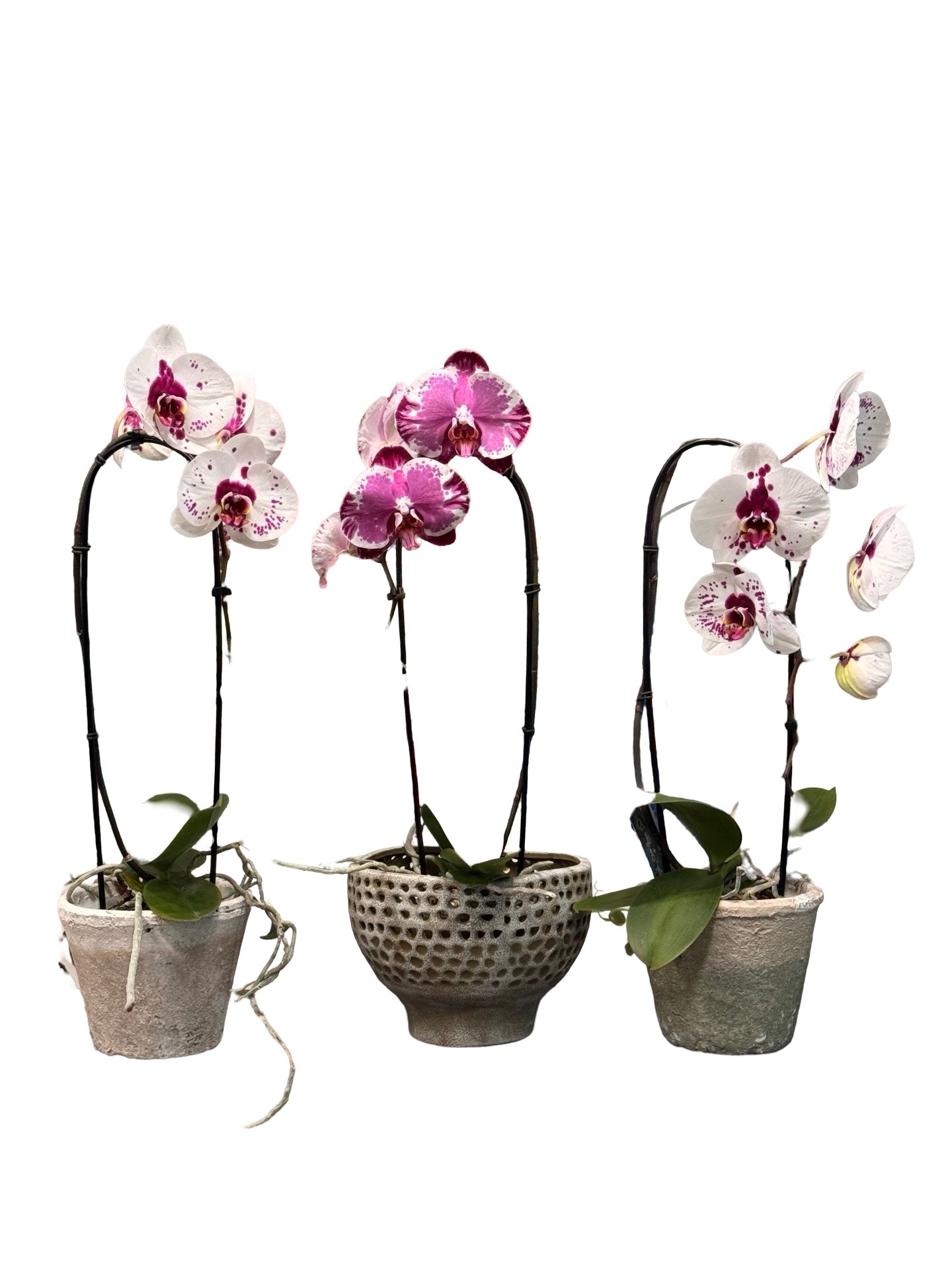 Orchids | 5 “ Cascade Phalaenopsis