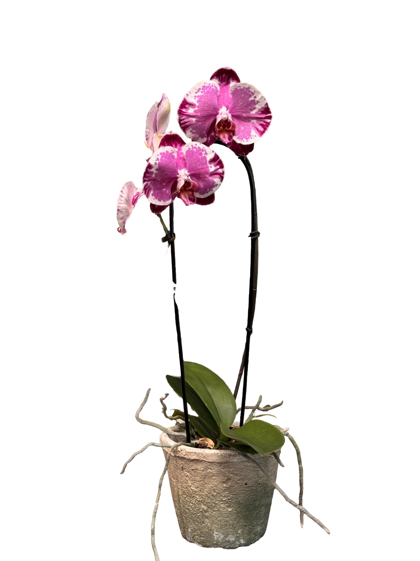 Orchids | 5 “ Cascade Phalaenopsis