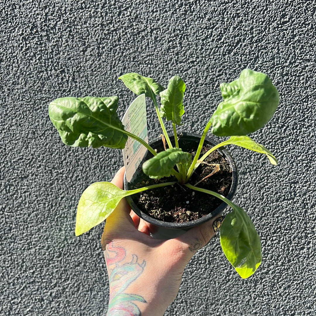 Spinach 4"  | Garden Seedling