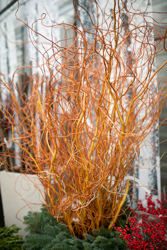 Branches | Curly Willow