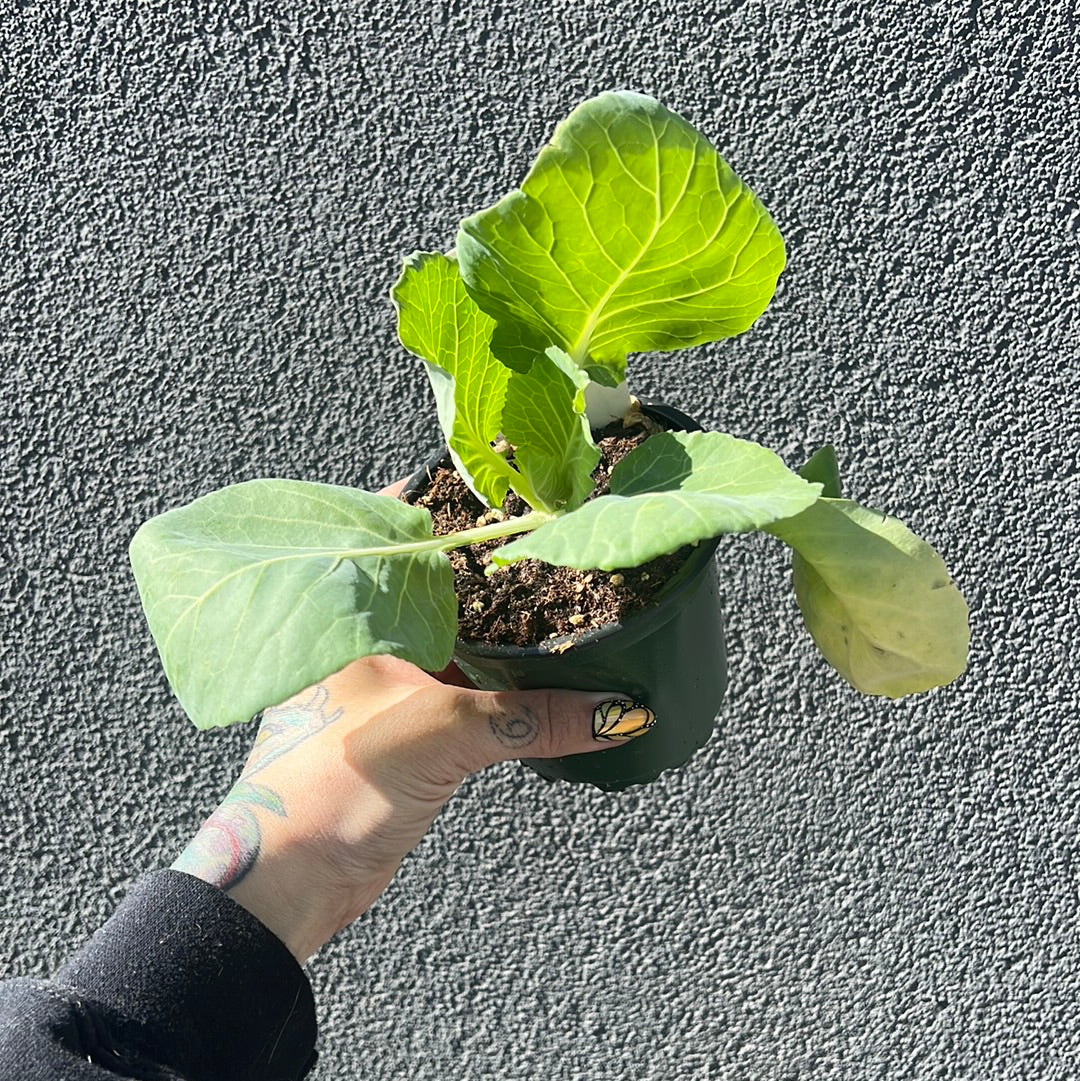 Cabbage | Garden Seedling