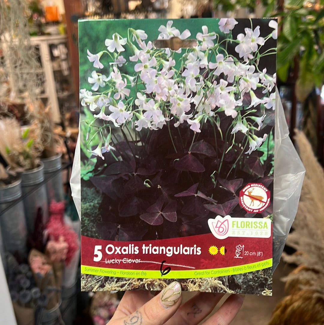 Oxalis Triangularis Corms