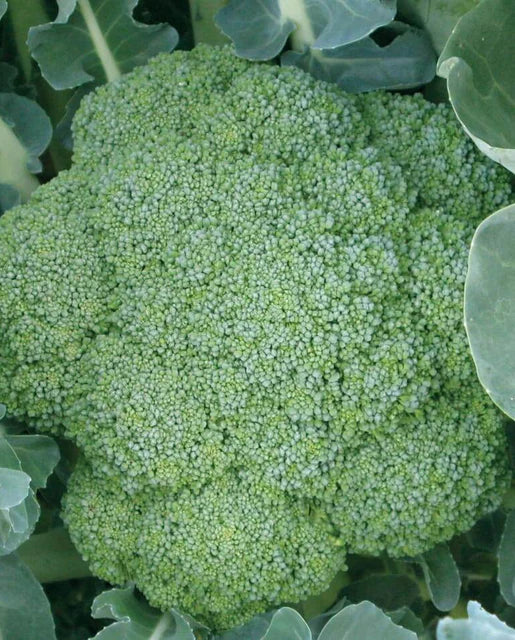 Seeds | Broccoli Green Magic