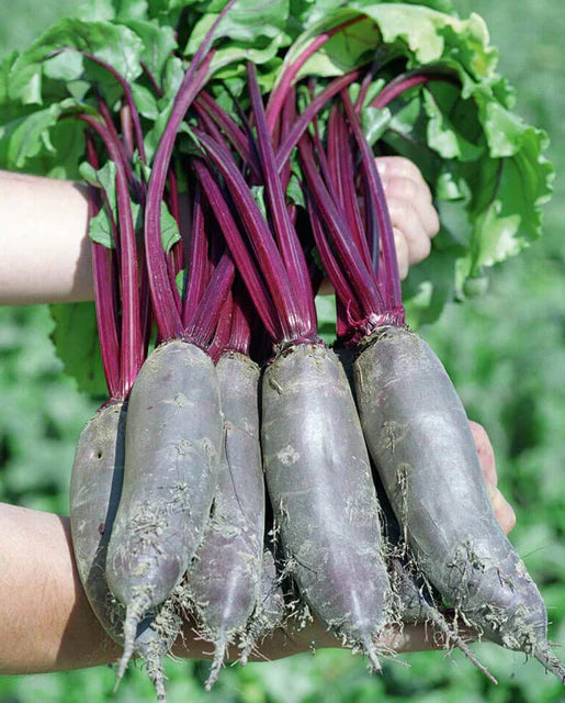 Seeds | Beets Taunus