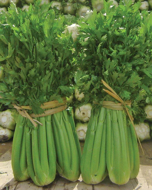 Seeds | Celery Tango Coated Certified Organic