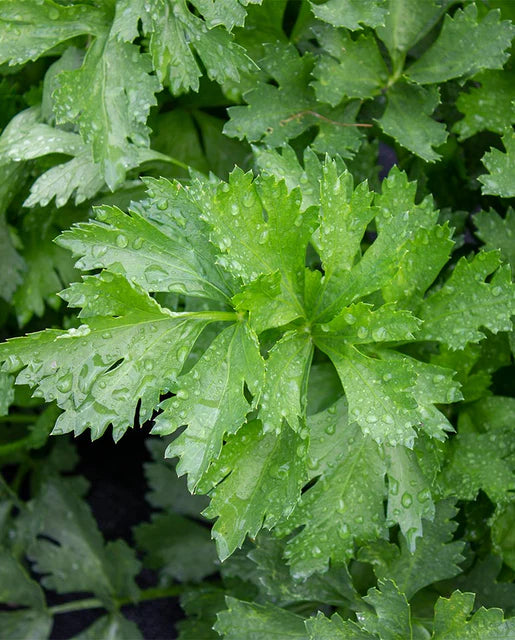 Seeds | Celery Amsterdam Cutting Leaf