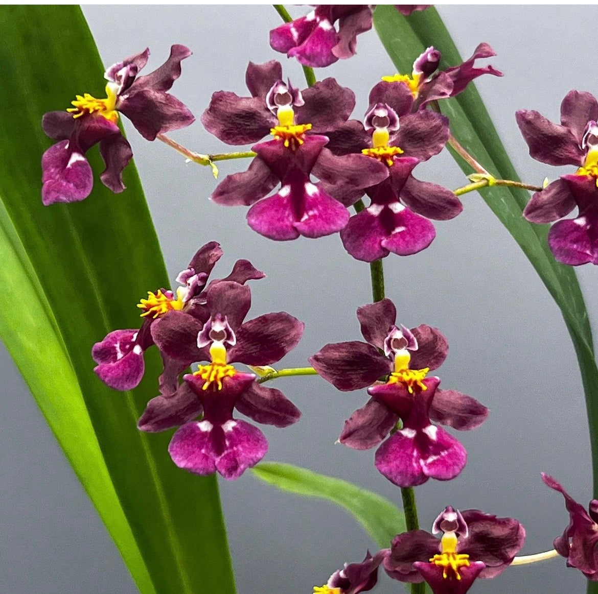 Orchids | Oncidium Tariflor Lady