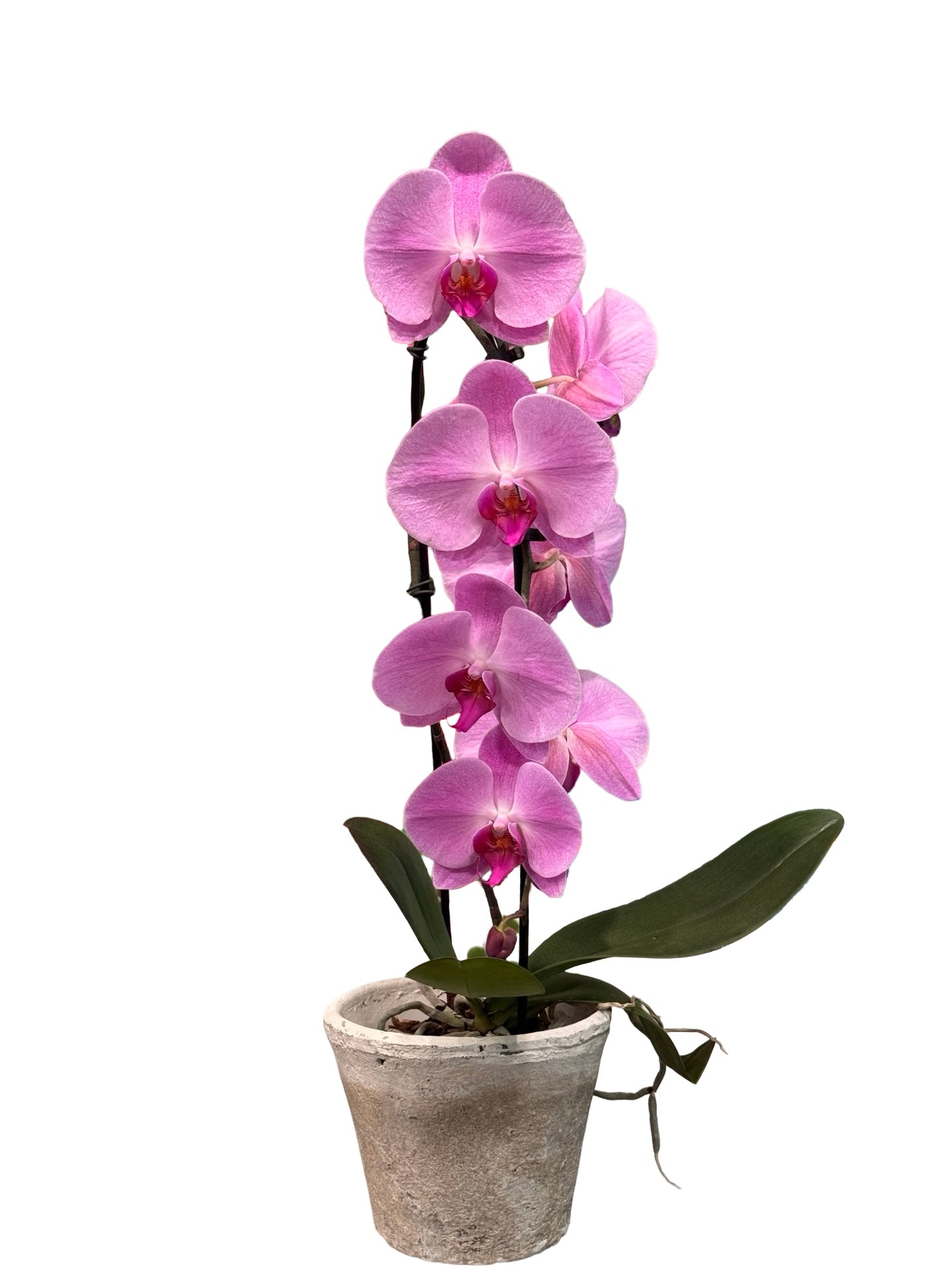 Orchids | 5 “ Cascade Phalaenopsis