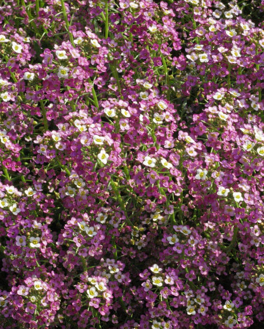 Seeds | Alyssum Dwarf Pink