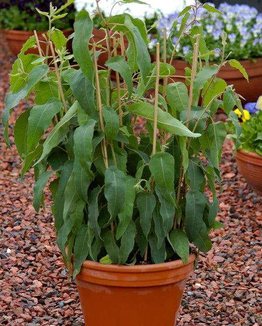 Seeds | Eucalyptus Lemon Bush