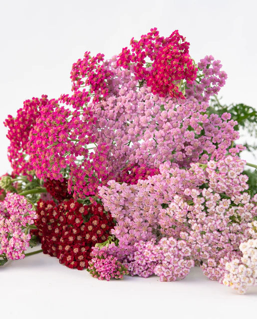 Seeds | Yarrow Flowerburst Fruit Bowl