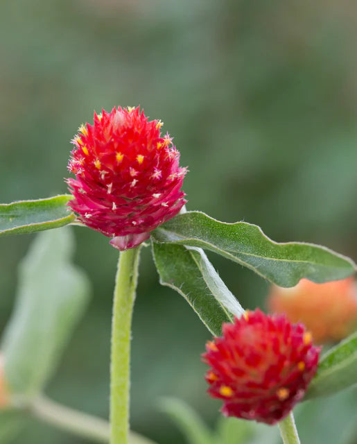 Seeds | Gomphrena Strawberry Fair