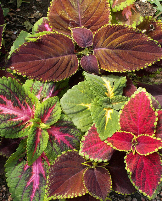 Seeds | Coleus Rainbow Mix