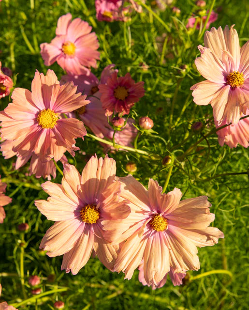 Seeds | Cosmos Apricot