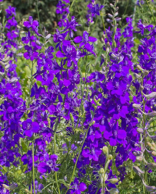 Seeds | Rocket Larkspur