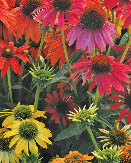 Seeds | Coneflower Echinacea Cheyenne Spirit Mix