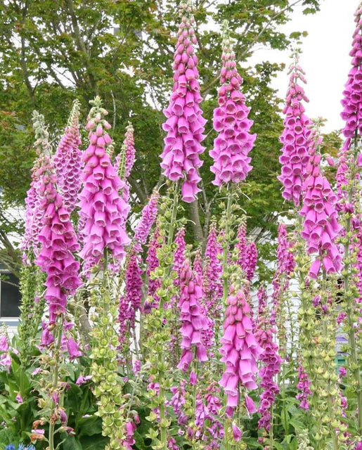 Seeds | Foxgloves Purple