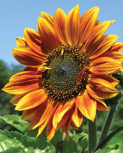 Seeds | Sunflowers Autumn Beauty