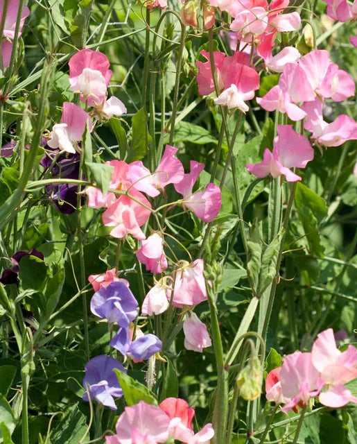 Seeds | Sweet Peas Royal Family Blend