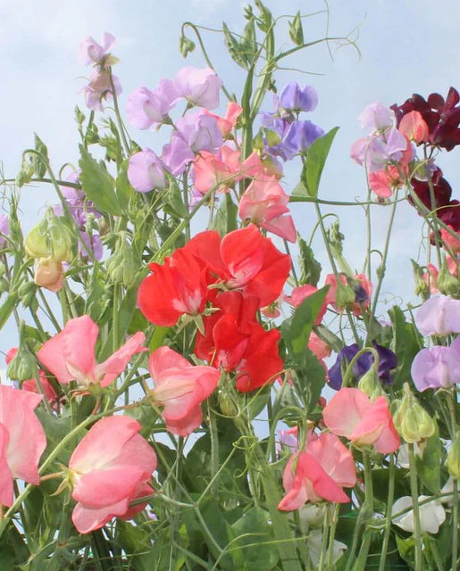 Seeds | Sweet Peas Late Spencer Blend