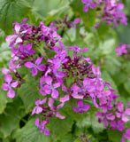 Seeds | Lunaria