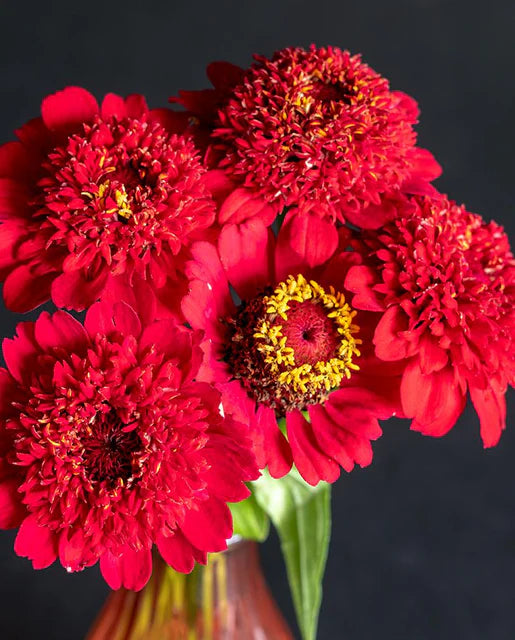 Seeds | Zinnias Sanguinea Cupcake