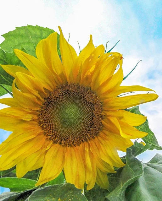 Seeds | Sunflowers Mongolian Certified Organic