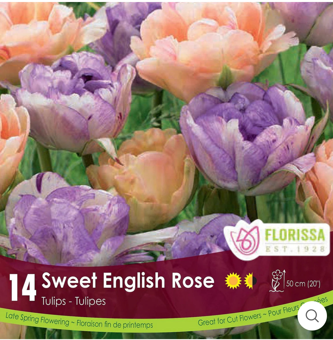 Tulips | Sweet English Rose 14pk