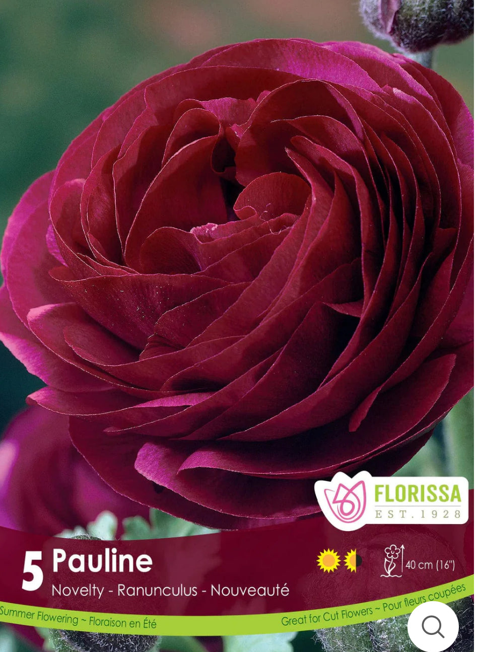 Ranunculus | Pauline