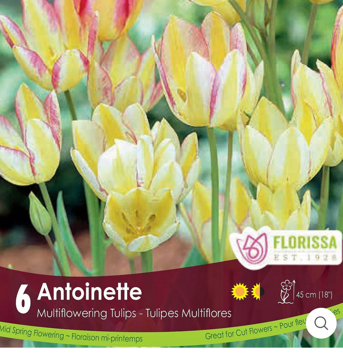 Tulips | Antoinette 6pk