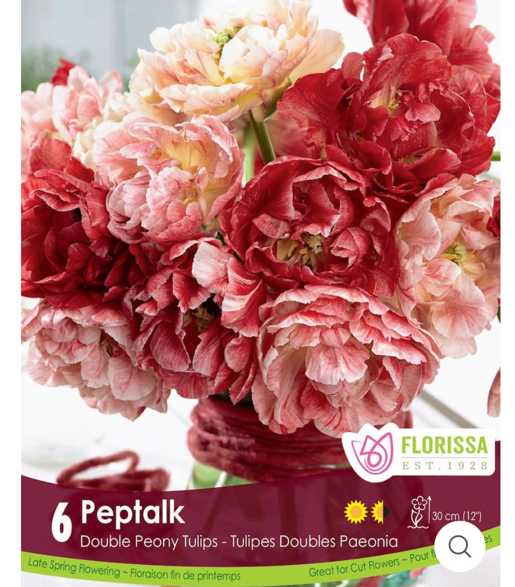 Tulips | Pep Talk 6pk