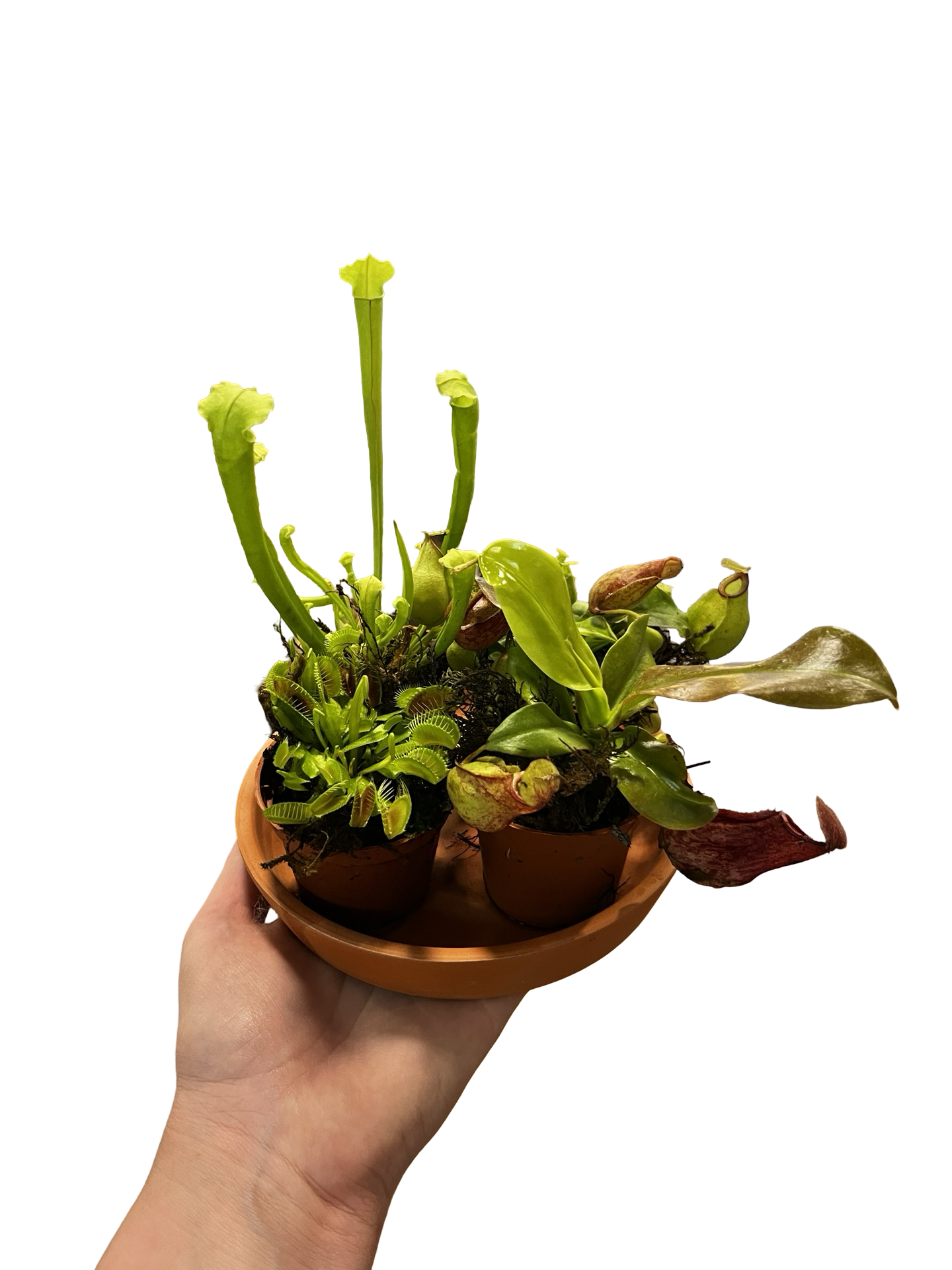 2" Carnivorous Plant Mix