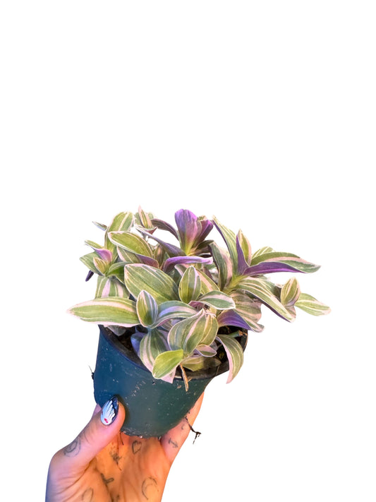 Tradescantia| Sweetness