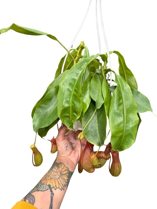 Nepenthes | Pitcher Plant Ventrata 6” hb