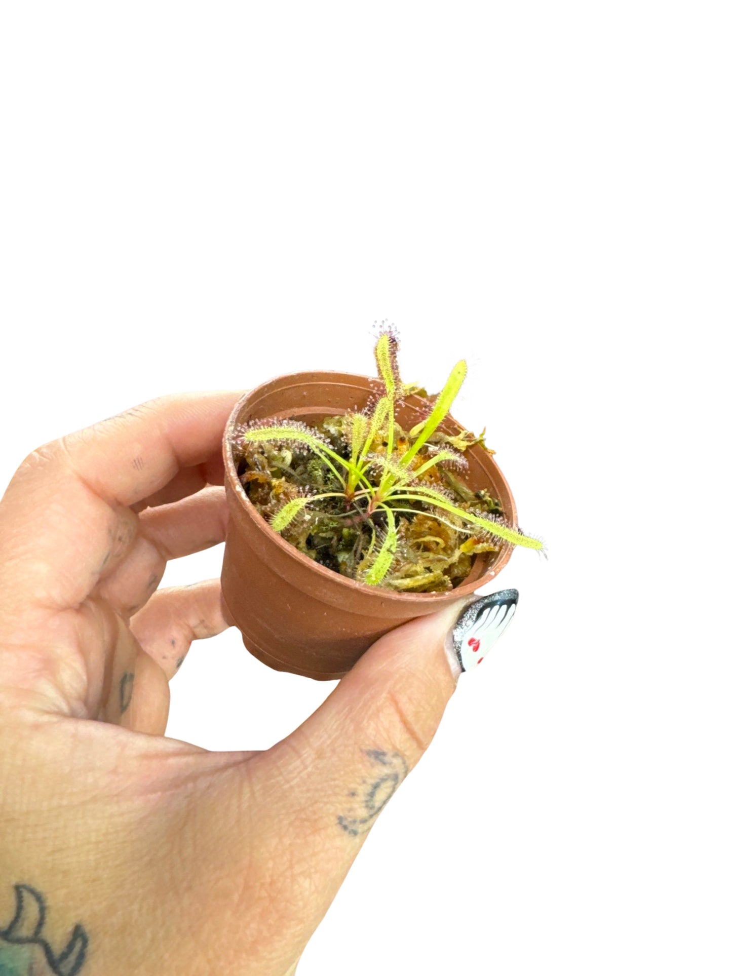 Drosera Capensis | Typical Cape Sundew Red